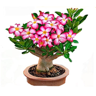 Adenium, Botanical Garden