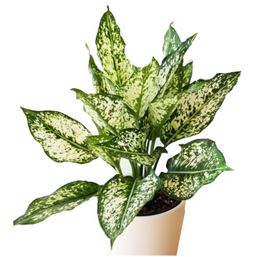 Aglaonema snow white, Botanical Garden