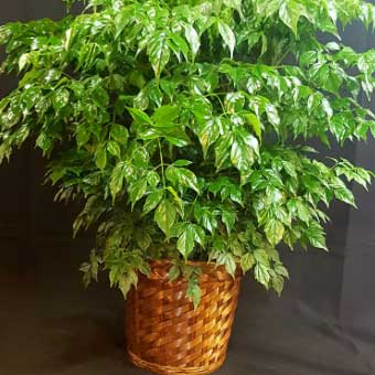 Indoor Plants list-China doll