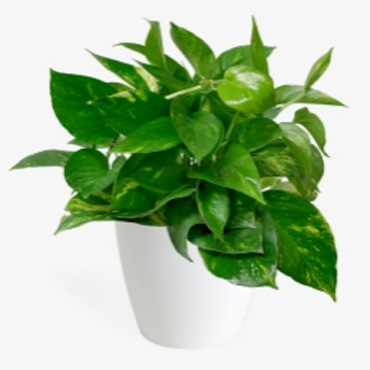 Golden pothos, Botanical Garden