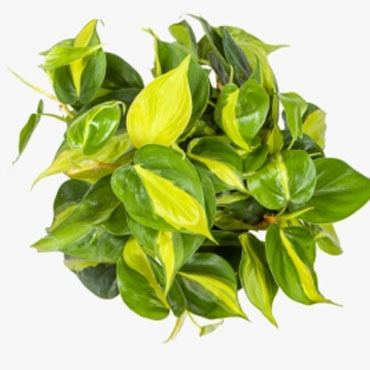 Philodendron moonlight, Botanical Garden