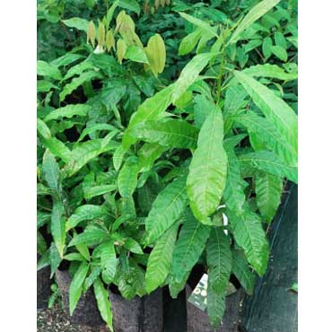 fruitplant56, Mannasseril