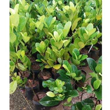 fruitplant59, Mannasseril