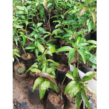 fruitplant64, Mannasseril