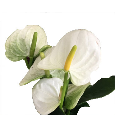 White anthurium, Botanical Garden