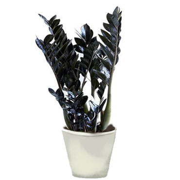 Zamioculcas zamiifolia (Z Z plant)black version, Botanical Garden