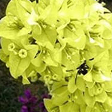 Bougainvillea type 10, Botanical Garden