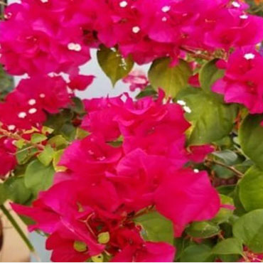 Bougainvillea type 2, Botanical Garden