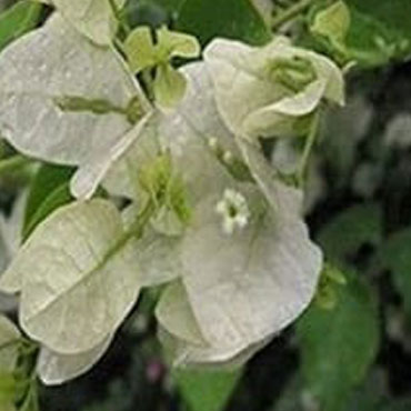 Bougainvillea type 5, Botanical Garden