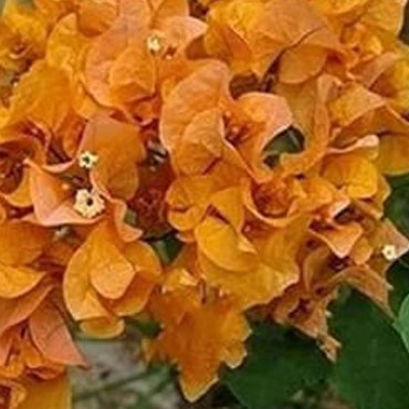Bougainvillea type 6, Botanical Garden