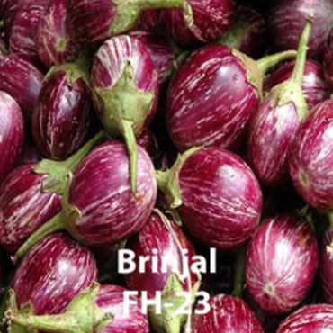 brinjal, Farm House