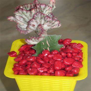 Coloured Pebble Stone Red, Mannasseril