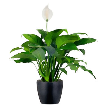 Peace lily, Botanical Garden