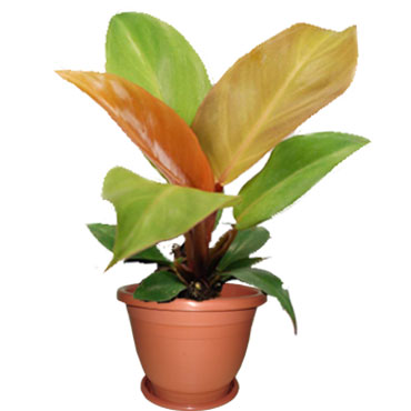 Philodendron prince of orange, Botanical Garden